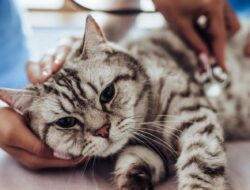 Kenali Virus Panleucopenia Pada Kucing
