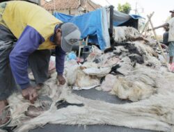 Hukum Menjual Kulit Sapi Qurban