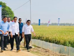 Sang Hyang Seri Distribusikan Bantuan Benih Padi Pemerintah untuk 113.702 Hektar, Ini Sebaran Daerahnya