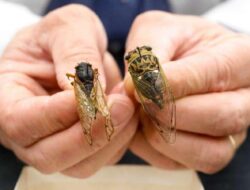 Serangga yang Dapat Dimakan dan Membantu Anda Bertahan Hidup