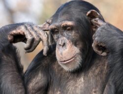 Sederet Hewan Paling Cerdas di Dunia