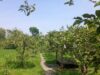 Berkunjung ke Kebun Jambu Kristal Larasati Garden, Wisata Petik Buah di Sukoharjo