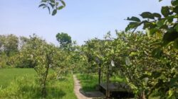 Berkunjung ke Kebun Jambu Kristal Larasati Garden, Wisata Petik Buah di Sukoharjo