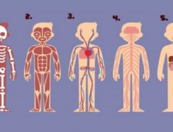 Tes Kepribadian: Bagian Tubuh Mana yang Paling Penting untuk Bertahan Hidup? Jawaban Anda Menyembunyikan Apa yang Harus Diubah dalam Hidup
