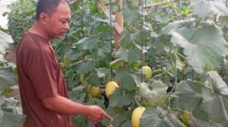 Yang Suka Melon, Ada Destinasi Agrowisata Petik Melon Golden di Polokarto Sukoharjo