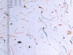 Bahaya Pakaian Berbahan Polyester Bagi Kesehatan dan Lingkungan