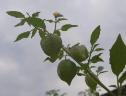 Buah Ciplukan adalah Berkah Bagi Penderita Diabetes, Berikut Ini Alasannya