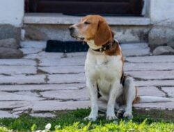 Bagaimana Hukum Memelihara Anjing bagi Seorang Muslim?