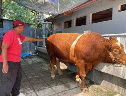 Penampakan Sapi Kurban yang Dibeli Presiden Prabowo dari Peternak Sukoharjo, Harganya Rp67,5 Juta