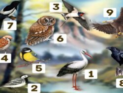 Tes Kepribadian: Temukan Pesannya Apakah Sesuai dengan Karakter Anda dari Pilihan Burung Favorit