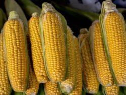 Apakah Jagung Baik atau Buruk untuk Diabetes? Begini Fakta yang Diungkapkan Ahli