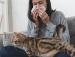 Mengalami Alergi Kucing atau Anjing? Berikut Semua tentang Alergi Hewan Peliharaan
