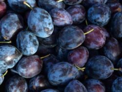 Apa yang Terjadi Jika Anda Makan Satu Buah Plum Setiap Hari? Simak Penjelasannya