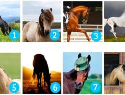 Tes Kepribadian: Pelajari Sesuatu yang Menarik tentang Keinginan Anda dengan Memilih Kuda yang Paling Disukai