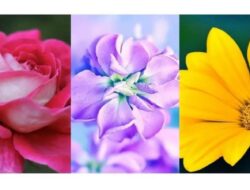 Tes Kepribadian: Temukan Apa yang Membuat Kepribadian Anda Unik dengan Memilih Bunga yang Paling Anda Sukai