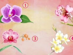 Tes Kepribadian: Ungkap Apa yang Membuat Anda Istimewa dengan Memilih Bunga Anggrek Favorit