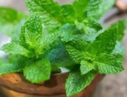 Mint untuk Kulit: 5 Masker Wajah Mint Terbaik untuk Mengatasi Masalah Kulit di Musim Panas