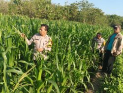 Polisi Polres Sukoharjo Terjun ke Sawah Dampingi Petani Jagung