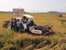Panen Raya di Sukoharjo, Bupati: Hingga Agustus Produksi Padi Capai 214.823 Ton