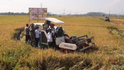 Panen Raya di Sukoharjo, Bupati: Hingga Agustus Produksi Padi Capai 214.823 Ton