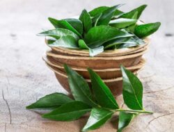 Minumlah Air Daun Kari di Pagi Hari Karena Alasan Ini!
