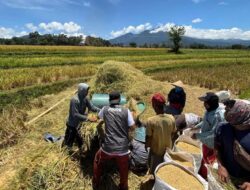 Terkait Isu Penyerapan Gabah dan Beras, Ini Penjelasan Lengkap Bulog