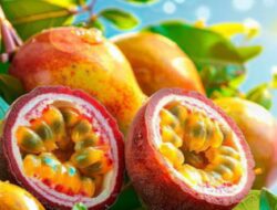 Buah Markisa Sangat Baik untuk Peradangan dan Kekebalan Tubuh! Ketahui Manfaat Buah Ini Selengkapnya