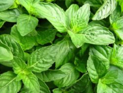 Kemangi untuk Kulit: 7 Cara Menggunakan Herbal Ini