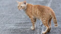 Yang Belum Tahu, Ini Penjelasan Apakah Kucing dapat Membatalkan Shalat?