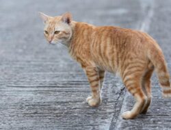 Yang Belum Tahu, Ini Penjelasan Apakah Kucing dapat Membatalkan Shalat?