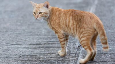 Yang Belum Tahu, Ini Penjelasan Apakah Kucing dapat Membatalkan Shalat?