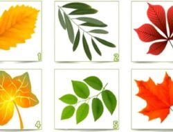 Tes Kepribadian: Pilih Daun Berwarna dan Temukan Aspek Tersembunyi Kepribadian Anda