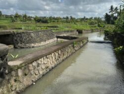 Kementerian PU Rehabilitasi Jaringan Irigasi DAS Sungi, Dorong Peningkatan Produktivitas Pertanian di Bali