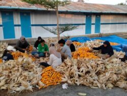 PLN Sulap Limbah Jagung Menjadi Energi Listrik