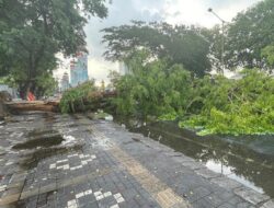 Hujan Deras Disertai Angin Kencang, Pohon Besar Tumbang Melintang Jalan di Solo Baru Sukoharjo