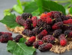 Murbei Sangat Bagus untuk Pertumbuhan Rambut! Berikut 4 Cara Menggunakan Buah Ini untuk Perawatan Rambut