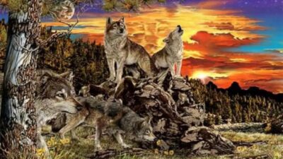 Tes Kepribadian: Temukan Hal-hal Baru tentang Diri Anda dengan Menebak Jumlah Serigala yang Terlihat