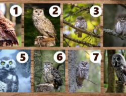 Tes Psikologi: Dapatkan Nasihat Bijak untuk Kehidupan yang Lebih Baik dengan Memilih Burung Hantu Favorit
