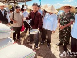 Jaga Stabilitas Harga dan Ketahanan Pangan Nasional, Bulog Gerak Cepat Serap Gabah Petani