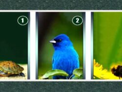 Tes Psikologi: Pilih Gambar dan Cari Tahu Energi Mana yang Paling Cocok untuk Anda Saat Ini