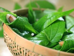 Cobalah 3 Masker Rambut Daun Sirih untuk Mengatasi Masalah Rambut dan Meningkatkan Pertumbuhannya