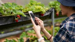 Perlu Anda Ketahui, Berikut Ini Penjelasan Ketia Ada Buah yang Menjalar ke Lahan Tetangga, Milik Siapa?