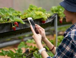 Perlu Anda Ketahui, Berikut Ini Penjelasan Ketia Ada Buah yang Menjalar ke Lahan Tetangga, Milik Siapa?