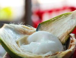Krim Kelapa: Tiket Sekali Jalan Anda Menuju Kulit dan Rambut yang Indah