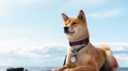 Penting Anda Ketahui, Ini Penjelasan tentang Boleh Tidaknya Mensucikan Najis Anjing dengan Sabun