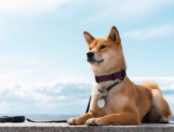 Penting Anda Ketahui, Ini Penjelasan tentang Boleh Tidaknya Mensucikan Najis Anjing dengan Sabun