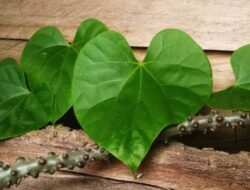 Dari Meningkatkan Kekebalan Tubuh hingga Mengurangi Kecemasan, Inilah Manfaat Brotowali