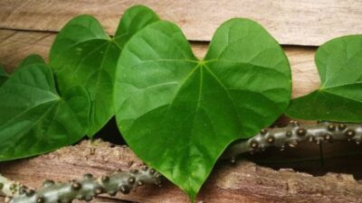 Dari Meningkatkan Kekebalan Tubuh hingga Mengurangi Kecemasan, Inilah Manfaat Brotowali