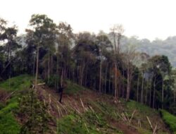 Pemprov Jateng Klaim Lahan Kritis Berkurang, Ini Upaya yang Dilakukan untuk Pemulihan