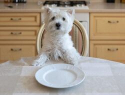 Yang Belum Tahu, Begini Cara Mensucikan Piring yang Dijilat Anjing